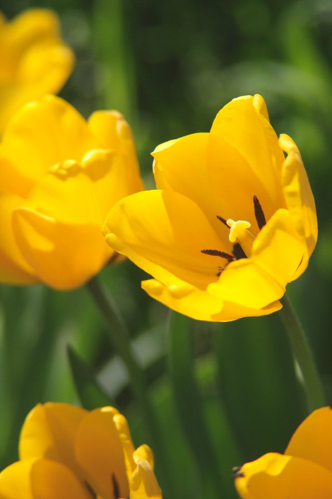 Фотография автора Ivelina Petkova