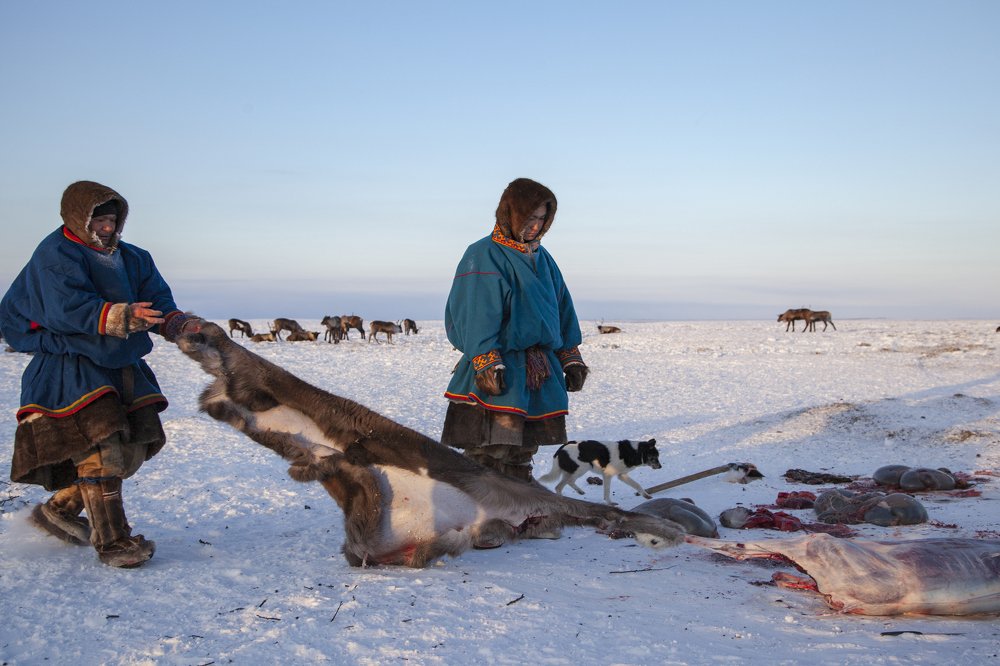 Один день из жизни оленеводов Ямала