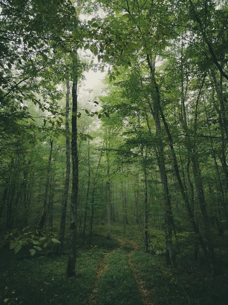 Утро в лесу