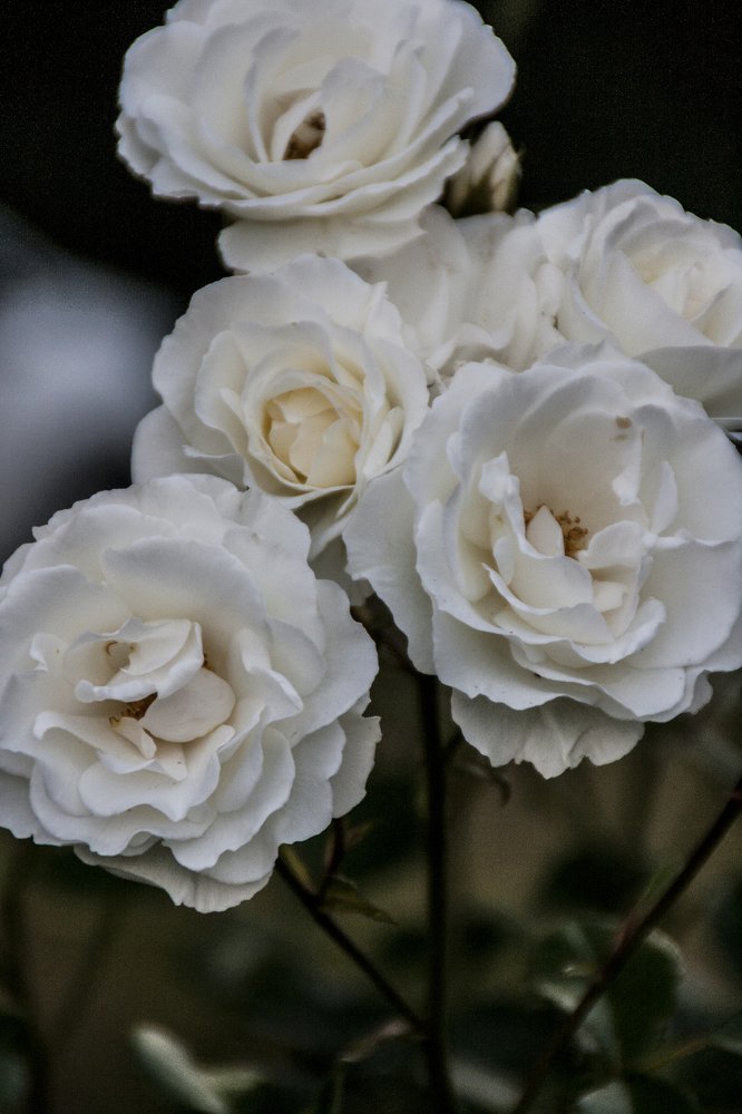 Фотография автора sose