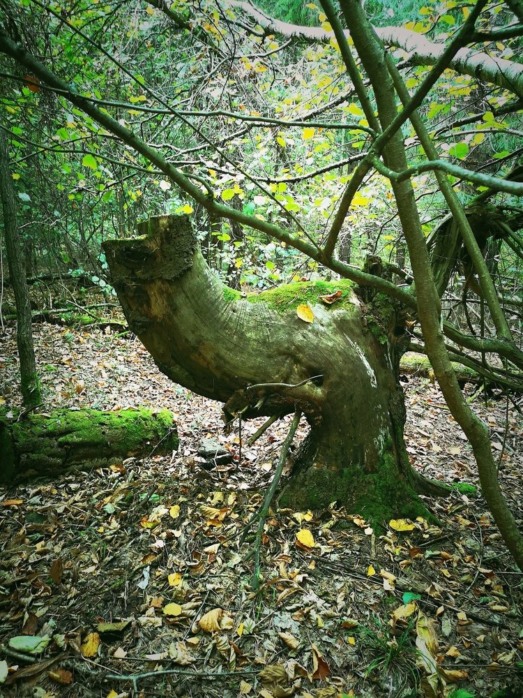 Химера дремучего леса