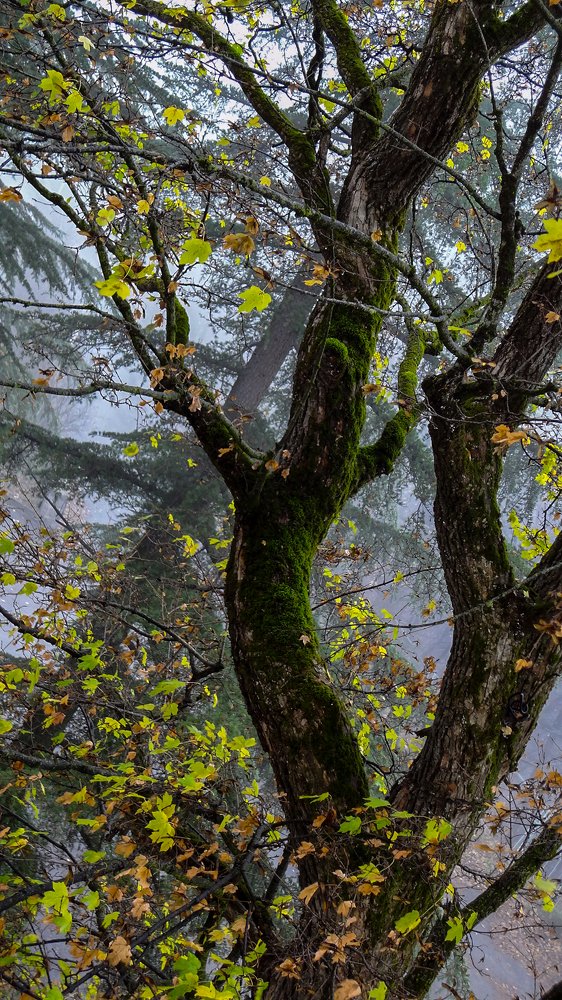 Фотография автора sose