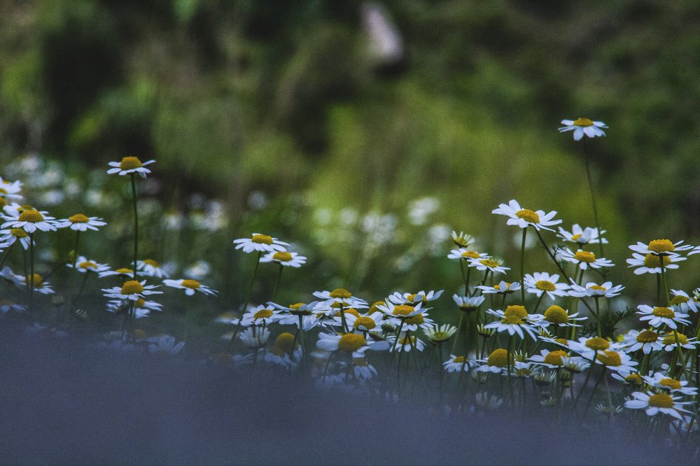 Фотография автора sose