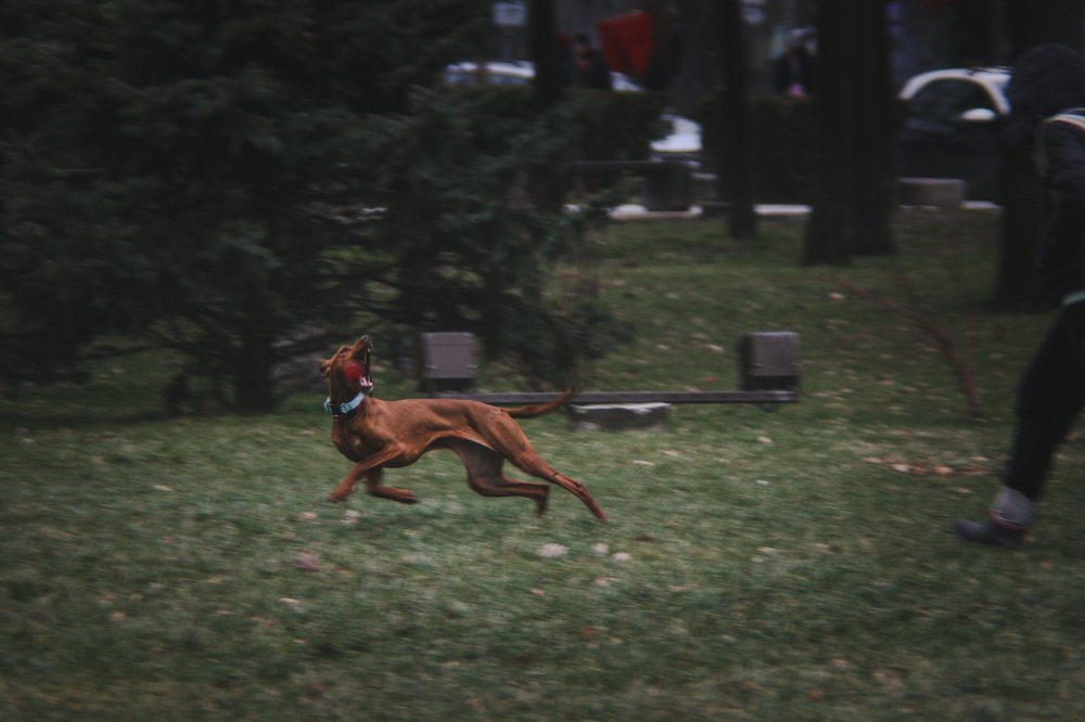 Фотография автора Ivelina Petkova