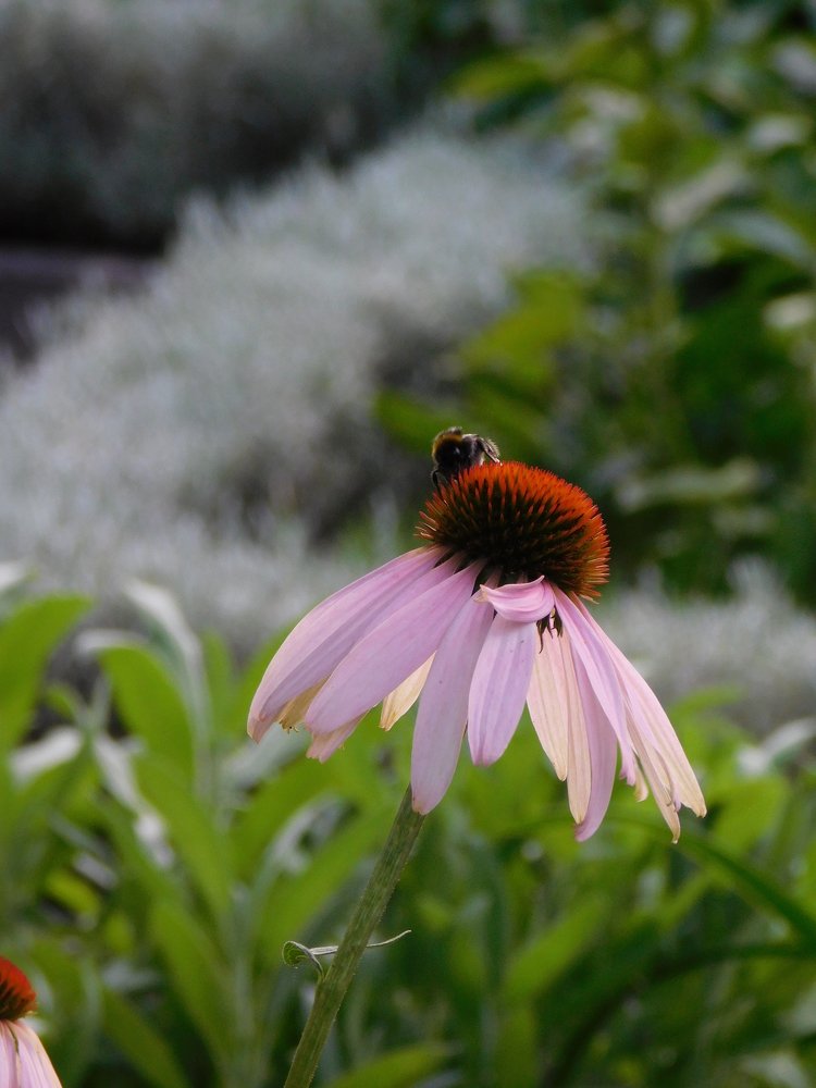Photograph by Zsofia Schmidt-Mudik