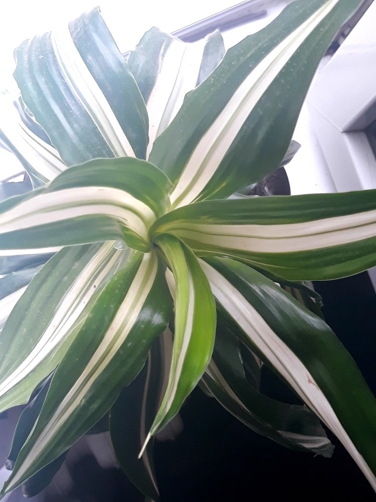 White - green dance