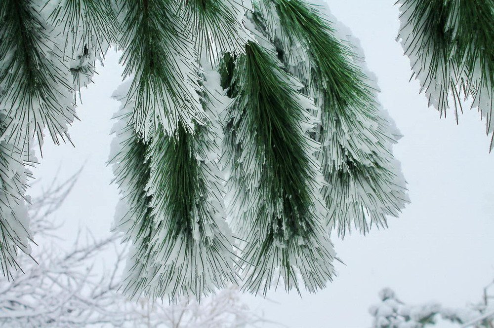 Photograph by Alla Naumenco