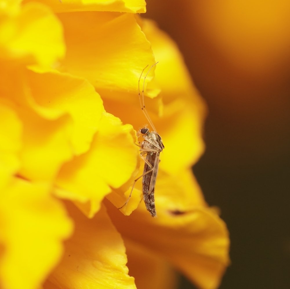 Photograph by Rinto Adhitama Wahjuni