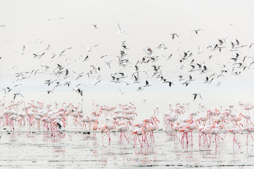 Flamingos and Gulls