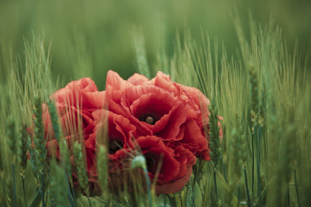 Photograph by Mihai Romeo Bogdan