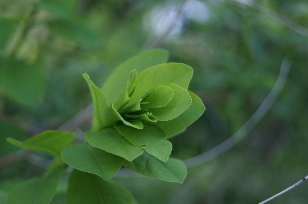 Маленькая Вселенная