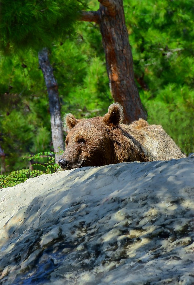 Photograph by Владимир Сиволапов