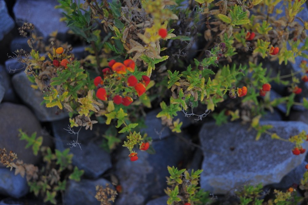 Photograph by Mariecarmen Flores