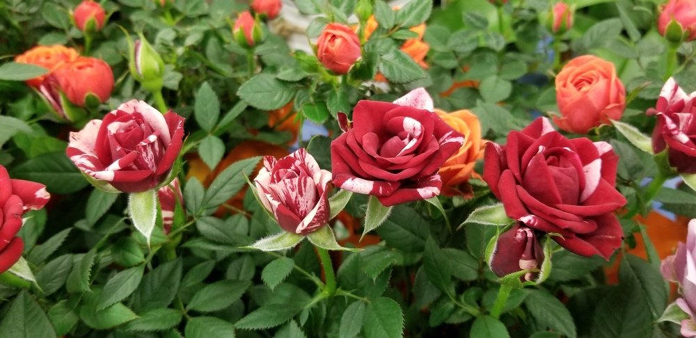 Мраморные розы .