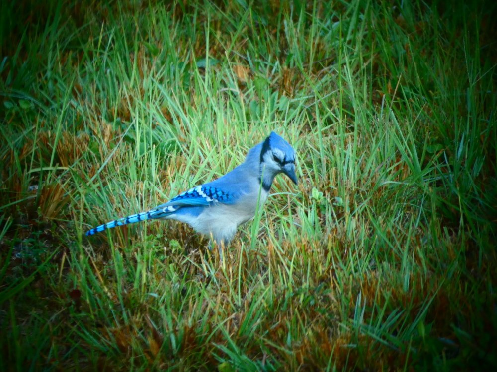 Голубая сойка.