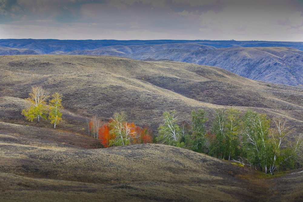Цвет Губерли