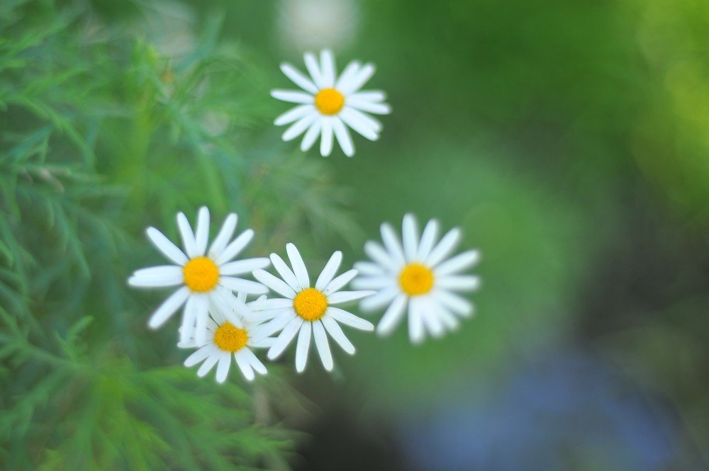 Photograph by Mariecarmen Flores