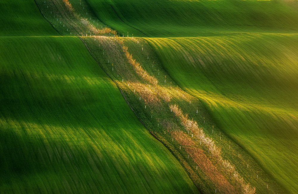 Green Moravian fields