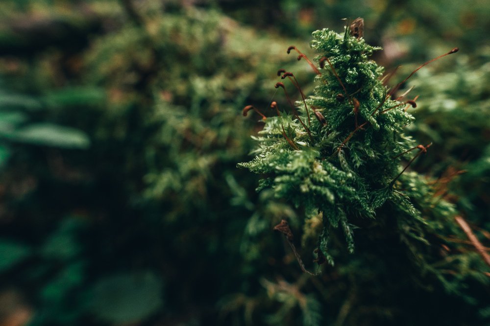 Photograph by Сергей