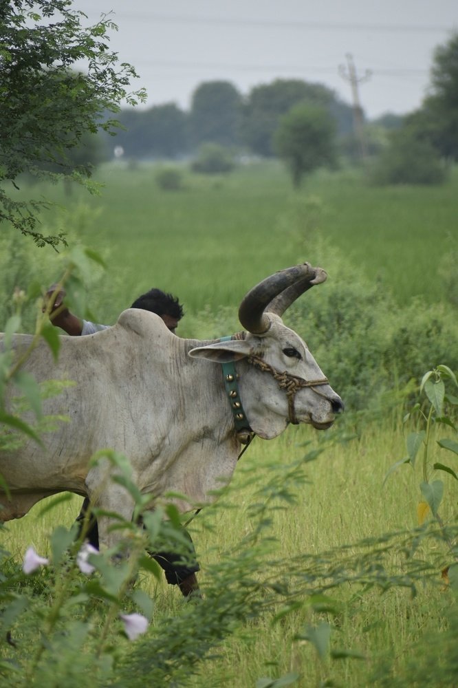 Фотография автора ABHISHEK SHAH