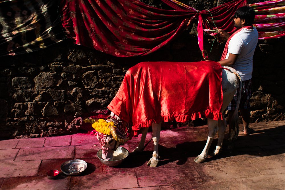 Traditions of worshipping cow