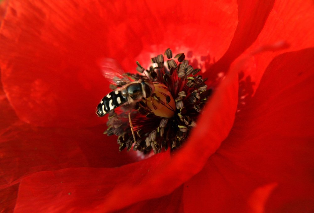 Photograph by Богдан Бигун