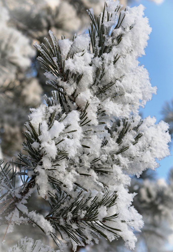 Photograph by Сергей Басов