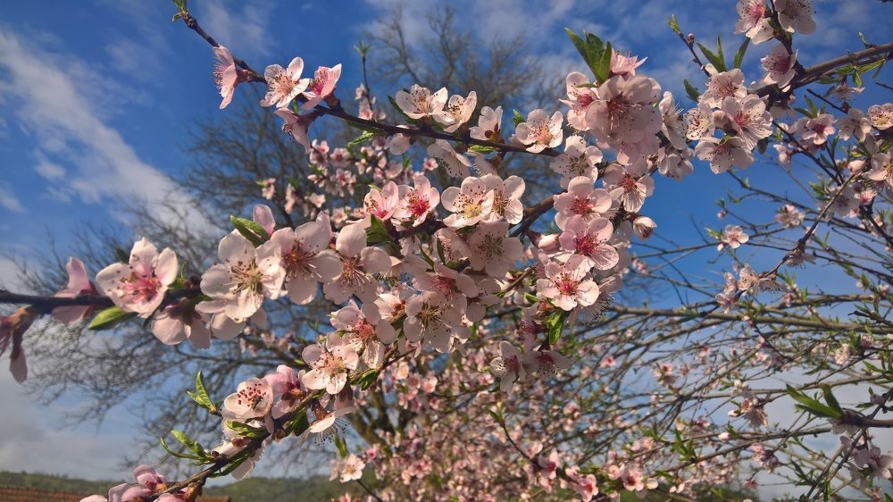 Peach tree flowers
