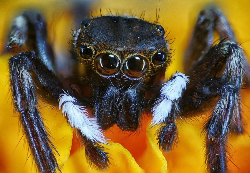 Jumping spider...