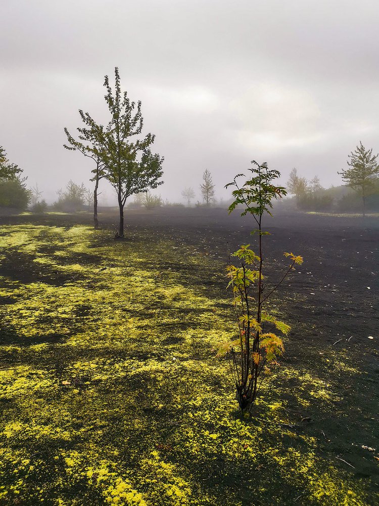 Черное и желтое.