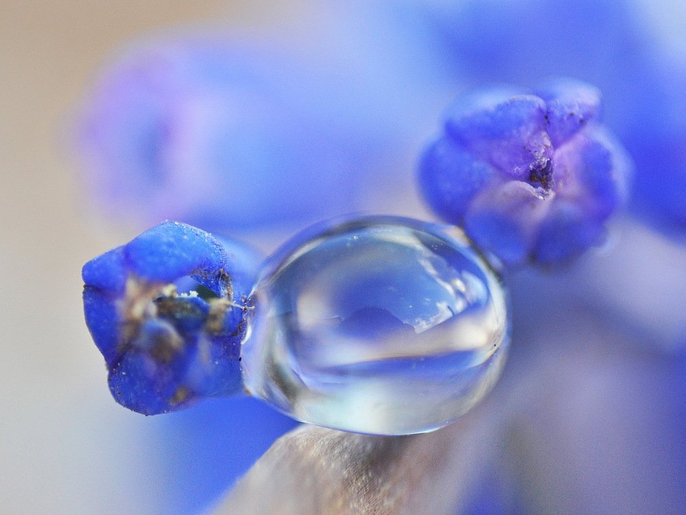 Цветочный бегемотик