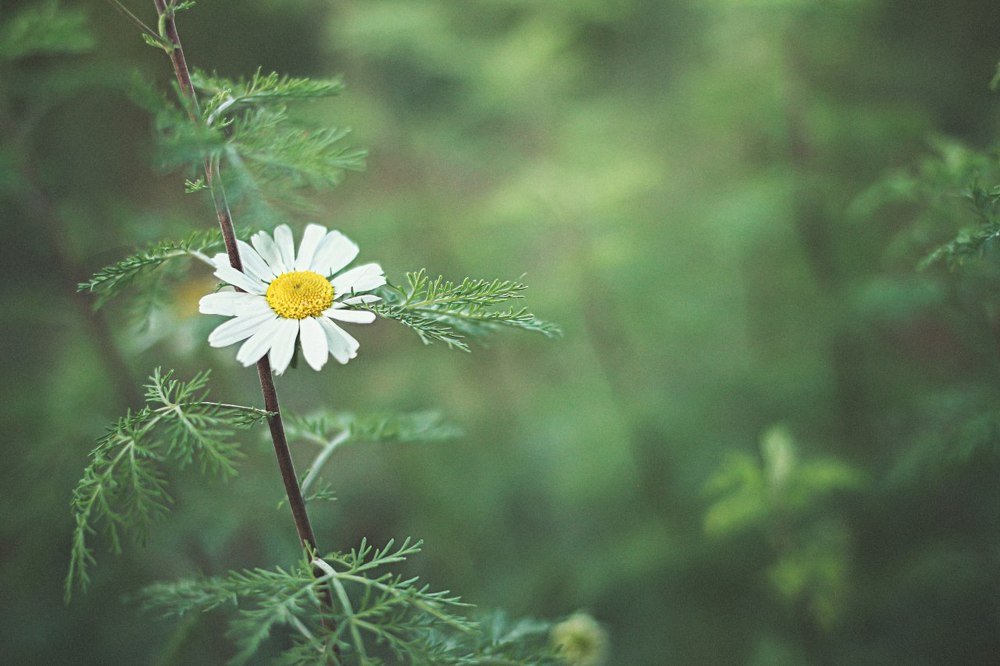 Раз ромашка...