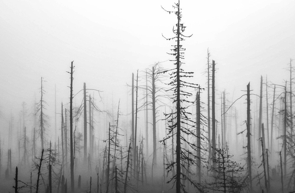 Кардиограмма болота