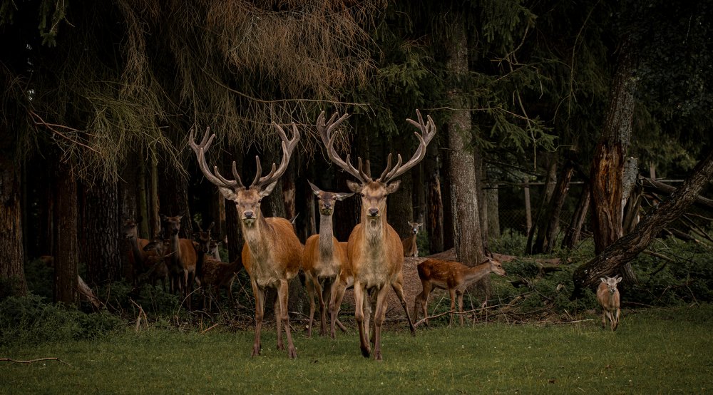 Фотография автора Jelena Murina