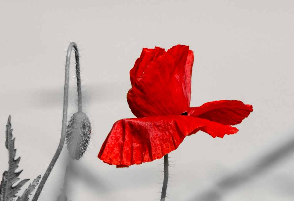 Photograph by Octavian Timosco