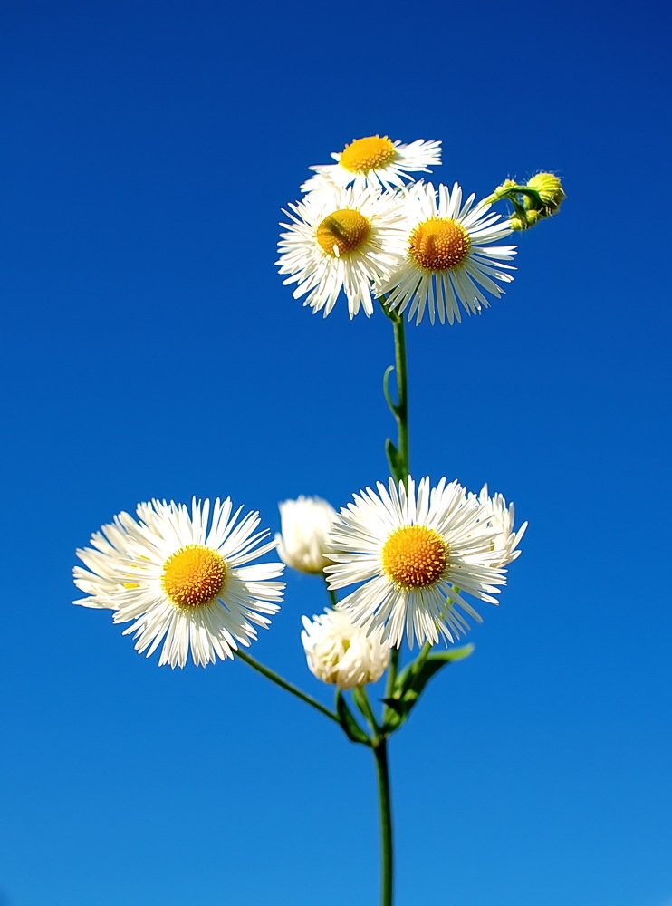 Photograph by Игорь Чеботарёв