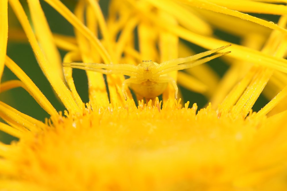 Объятия смерти