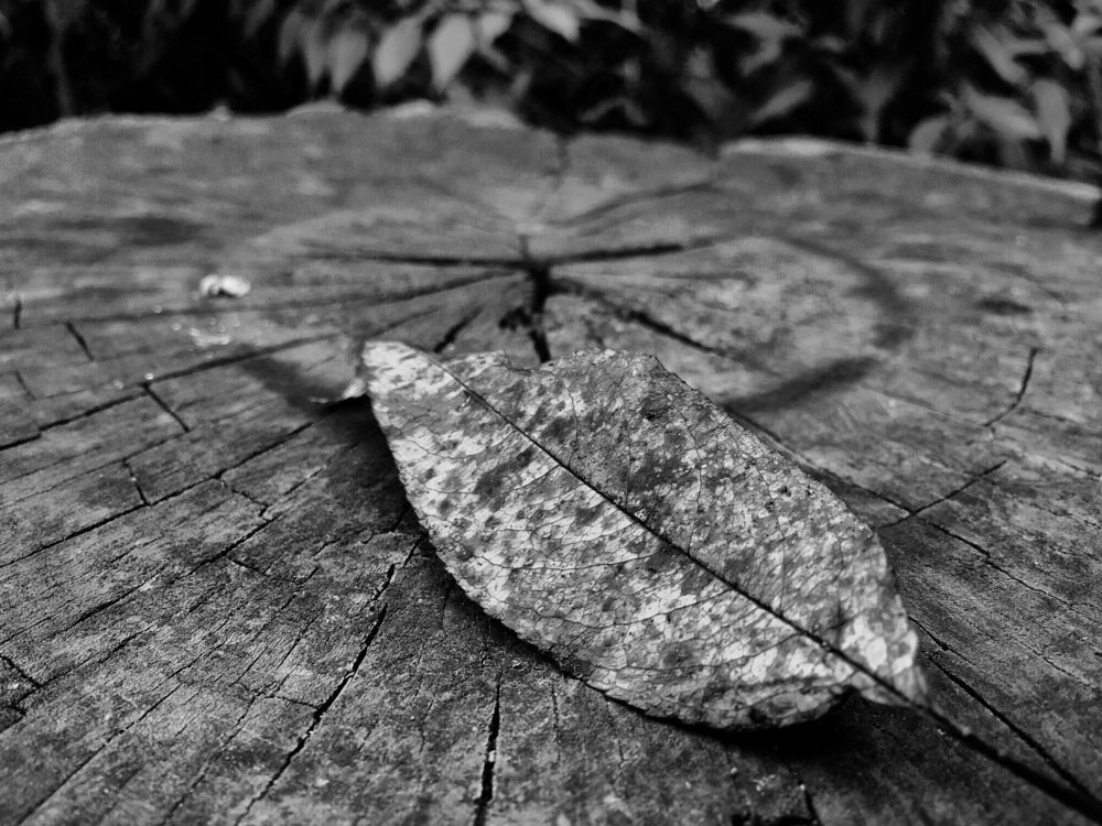 The leaf and the stump