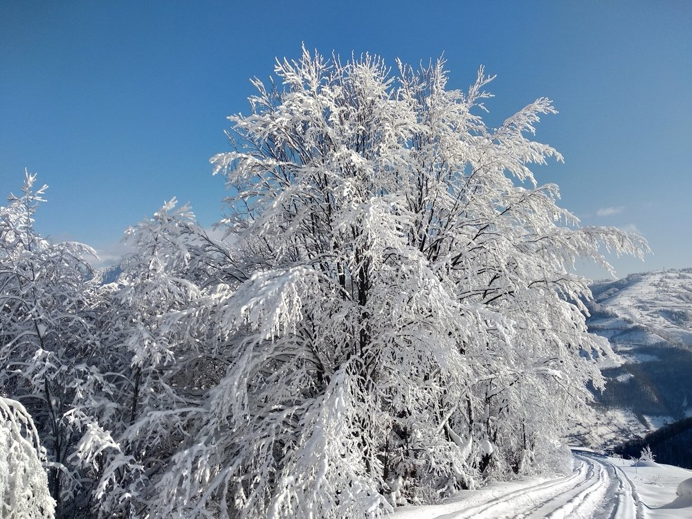Photograph by tanase nicolae