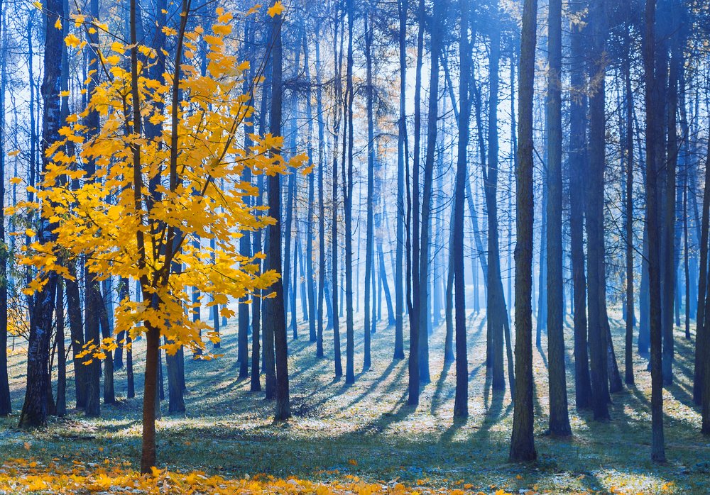 Осеннее утро