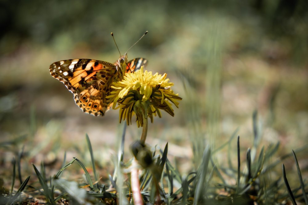 Перед полетом