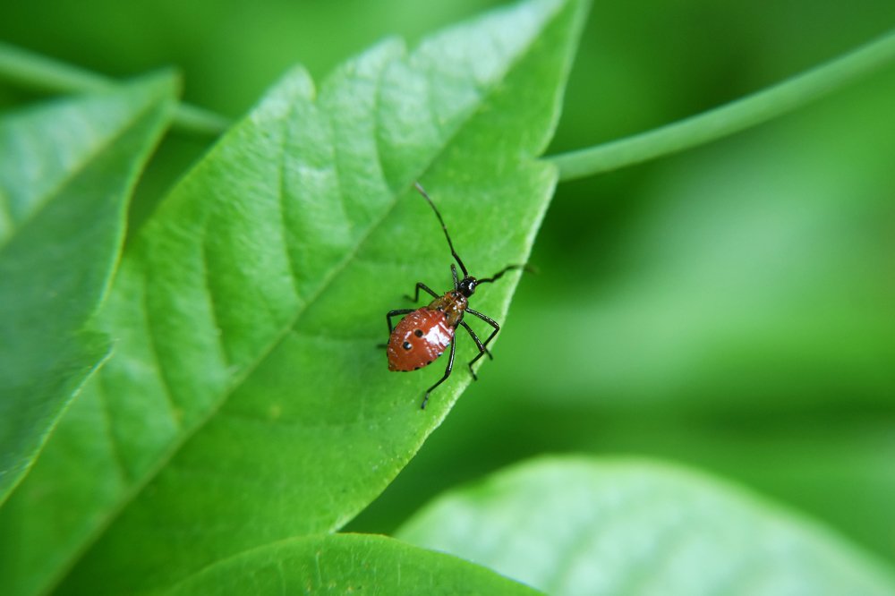 On a Green Leaf