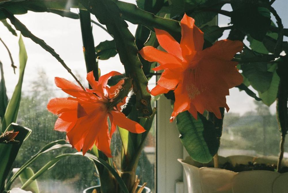 Photograph by Natalia Gotovko