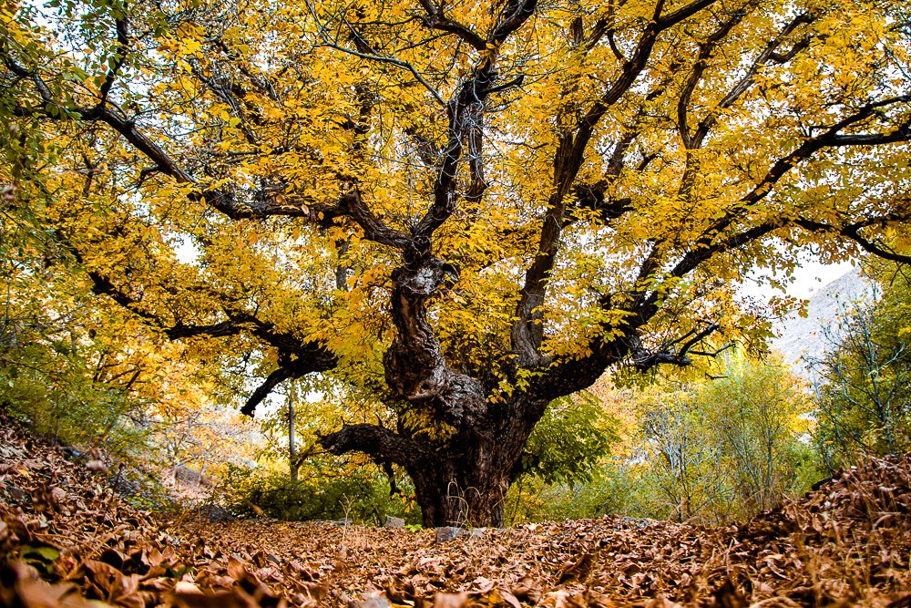Photograph by Golestani Mojtaba