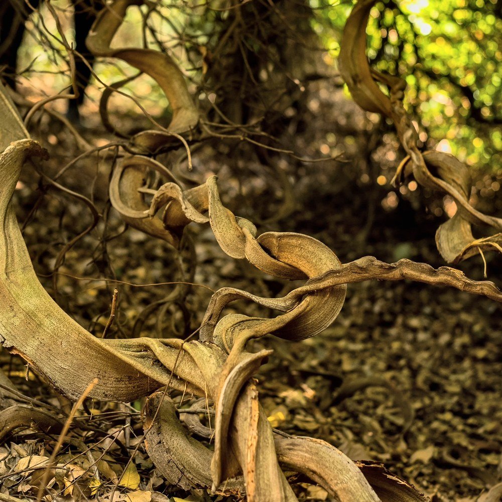 Rare picture of Giant climbers