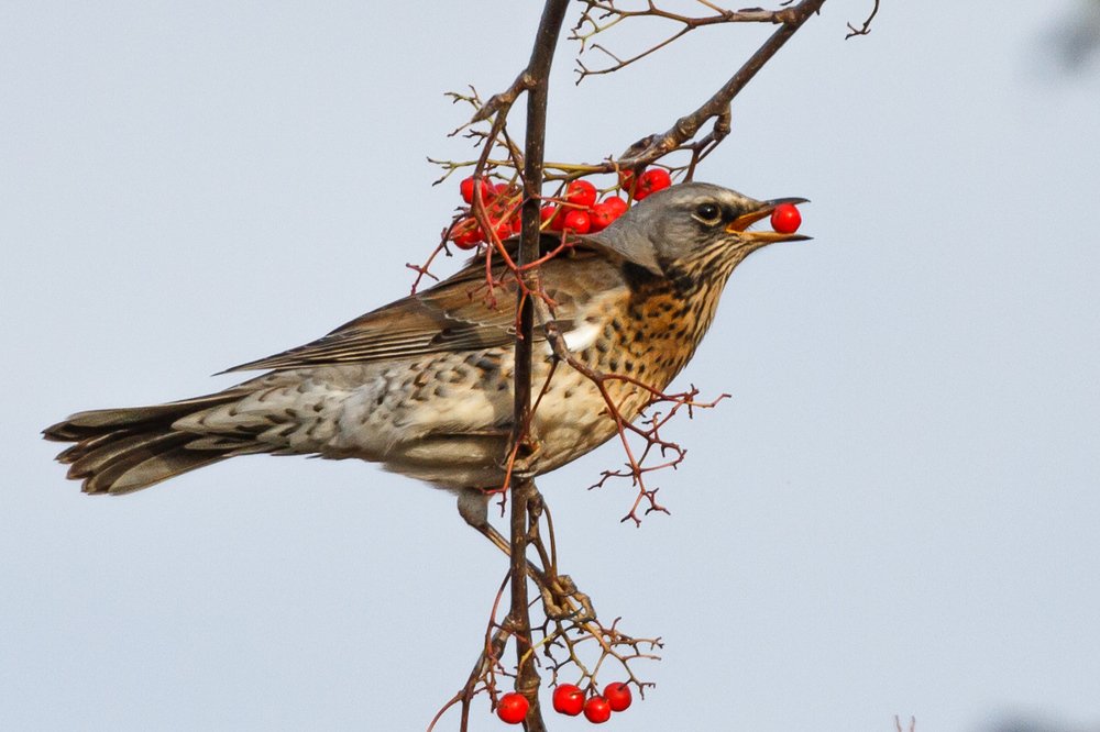 Вкусная ягодка