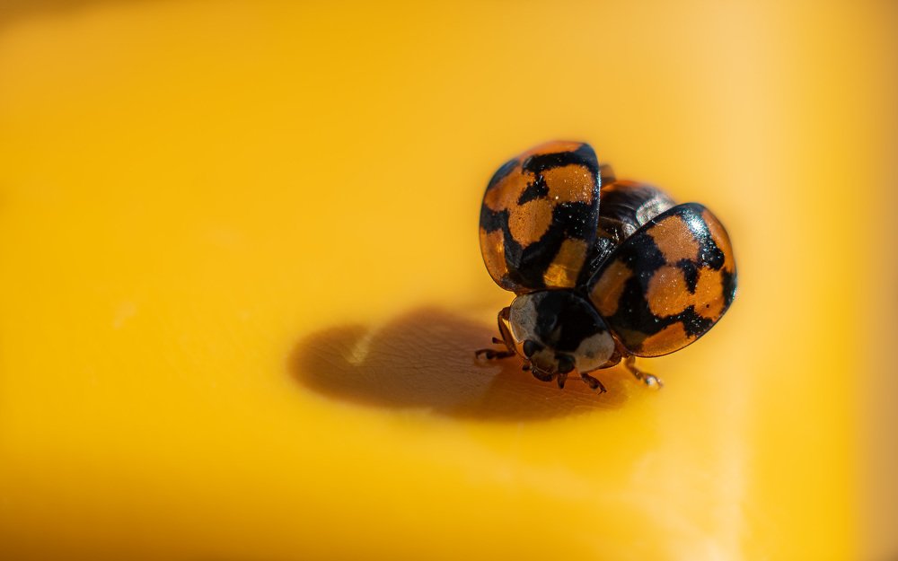 Lady bug