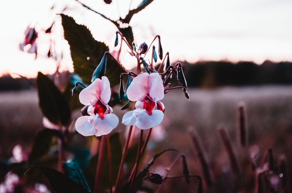Photograph by Софья Овсянникова