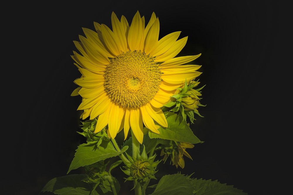 Фотография автора NeCoTi ChonTin