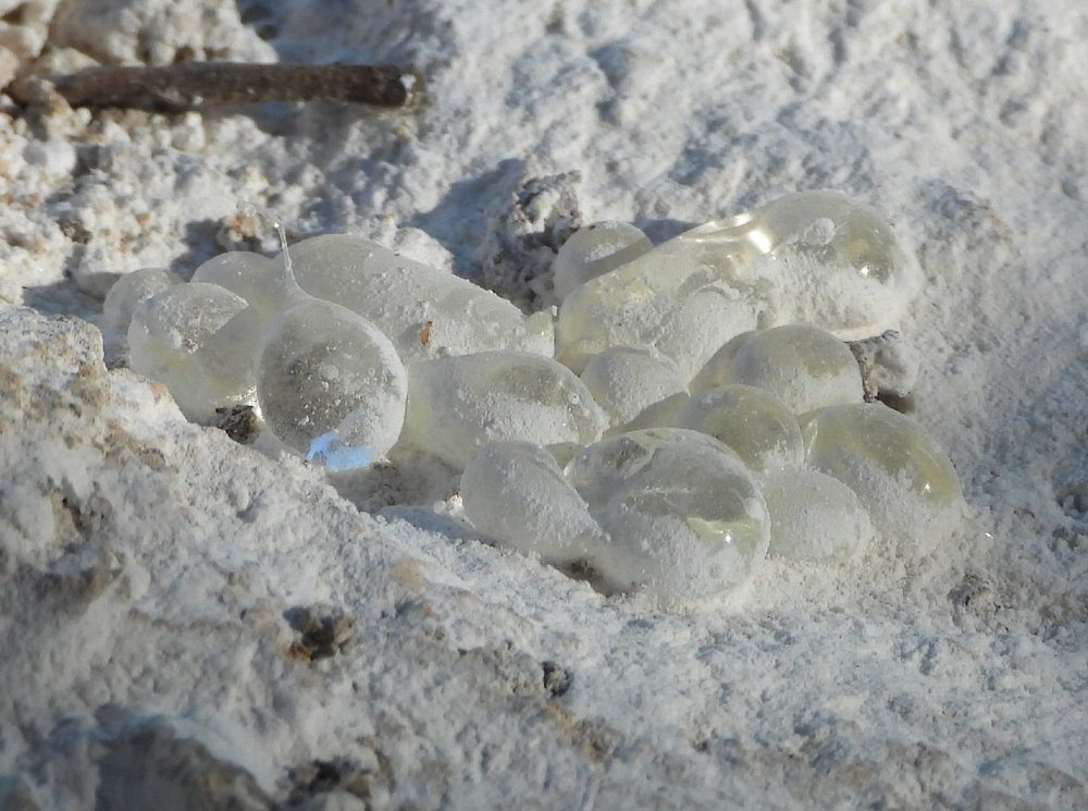 Masticha tears